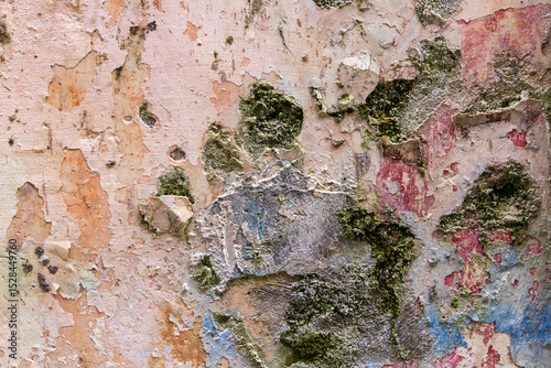 Weathered colorful stucco wall. Italy, Basilicata, Maratea.