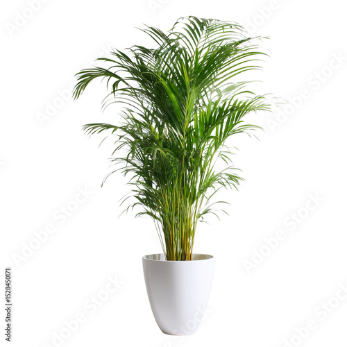 A vibrant indoor flower plant, areca palm on transparent or white background, exotic evergreen houseplant palm  (Chrysalidocarpus lutescens)