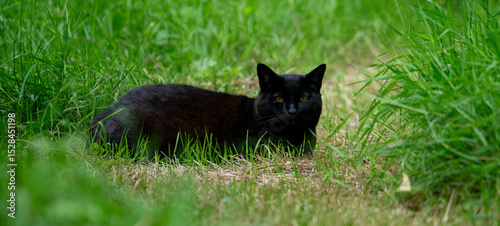 black cat on grass
