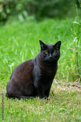 cat on the grass