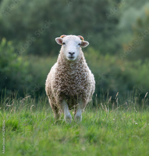 sheep in a field