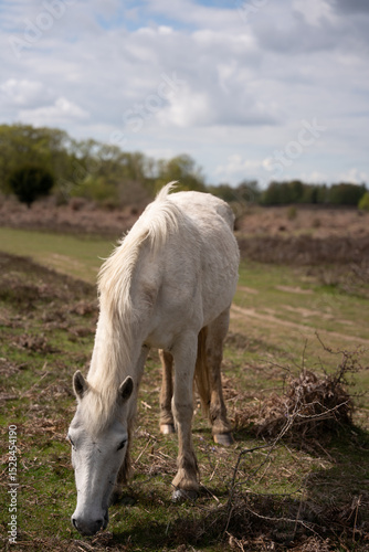horse in the field