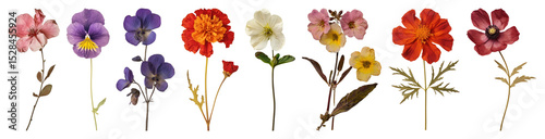 PNG Colorful delicate vintage flowers, element set on transparent background photo