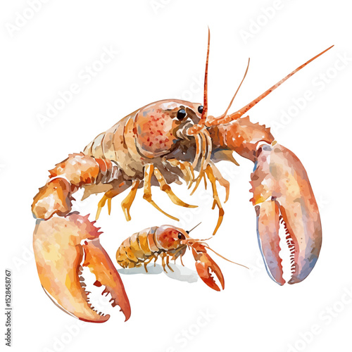 A Mother Lobster With Her Kid, watercolor clipart vector, high quality, isolated on a white background.