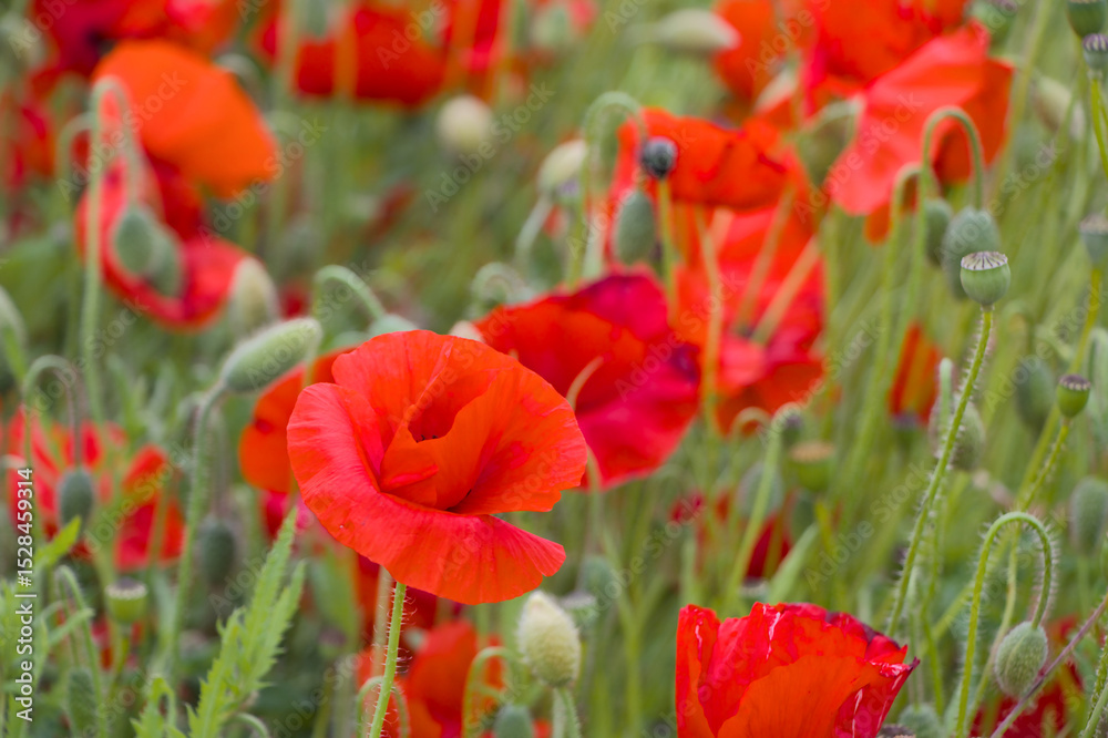 Fototapeta premium red poppy field
