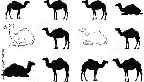 Camel Silhouettes Collection