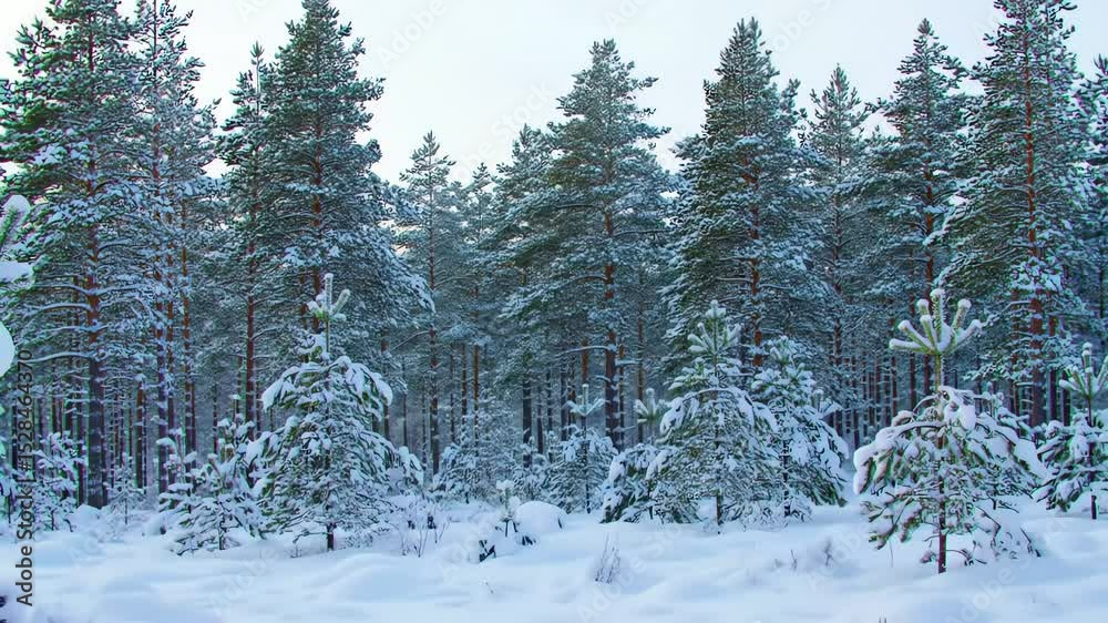 Snowy pine branch melting close up transitions to tranquil winter forest landscape with gentle snowfall