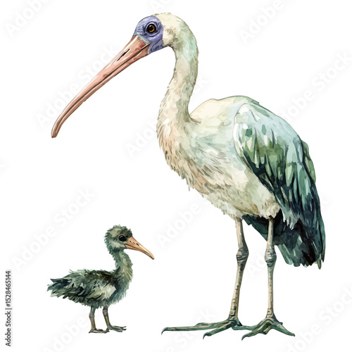 Tableau sur toile A Mother Ibis With Her Kid, watercolor illustration vector, high quality, isolated on a white background