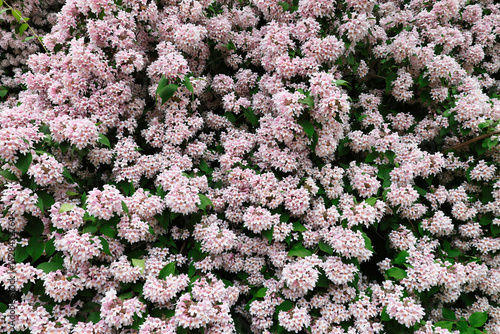  flowering bush Abelia, a member of the honeysuckle family photo