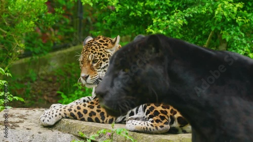 Solitary jaguar lies on a rock, resting in public zoo