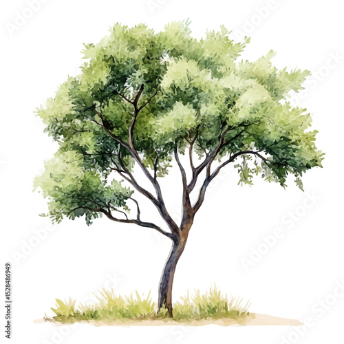 A Mesquite Tree, watercolor illustration vector, high quality, isolated on a white background.