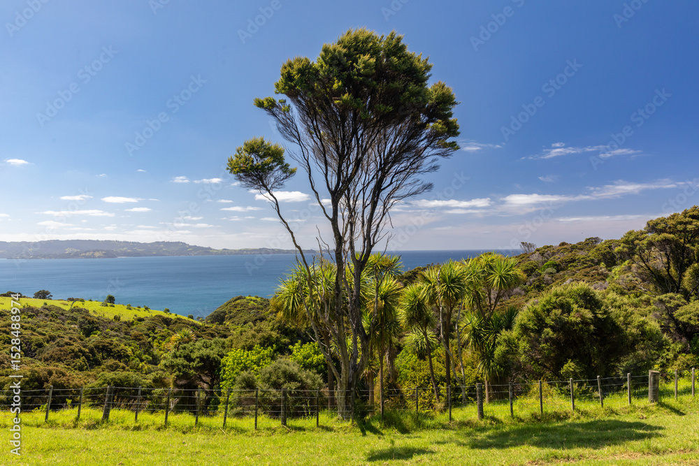 Obraz premium A classic New Zealand coastal landscape featuring native Manuka trees, green pastures, a fence, and the ocean on a sunny day. Tawharanui, Warkworth, Auckland, New Zealand