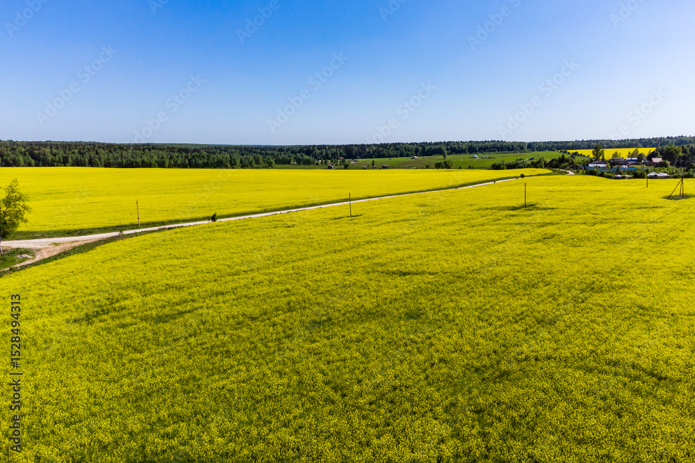 Obraz premium Aerial view of colorful yellow farm fields, rapeseed planting in countryside