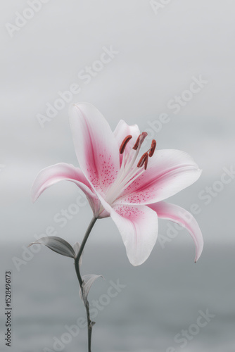 single lily flower on gray background soft light minimalist composition focus on flower