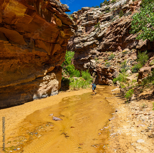 Female Hiker Wading in Cottonwood Creek, Lower Hackberry Canyon, Grand Staircase-Escalante National Monument, Utah, USA