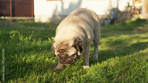 Cute Dog on Green Backyard Lawn enjoy eating fresh pear fruit. Outdoor pet portrait in warm sunset lights in slow motion. Healthy nutrition for pets and vitamin summer dog snack