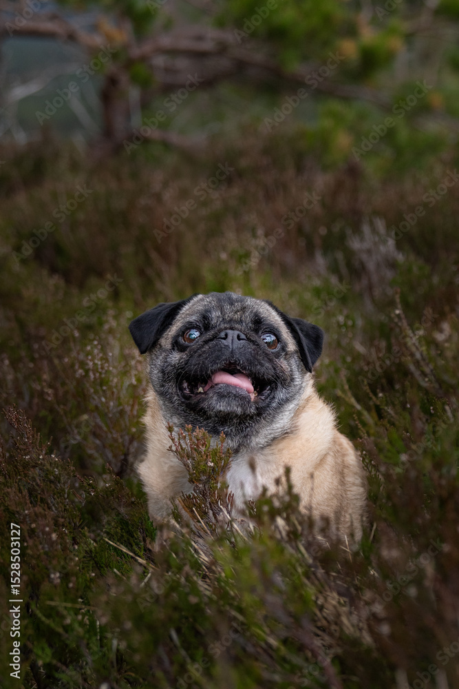 Obraz premium Smiling pug in the tall grass