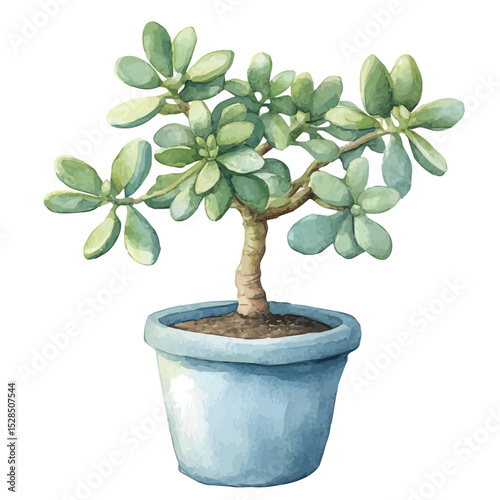watercolor vector of A Jade Plant, high quality, isolated on a white background.