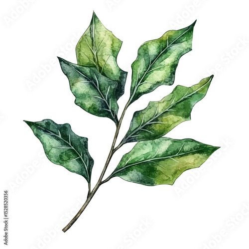 A Holly Needle, watercolor painting vector, high quality, isolated on a white background.