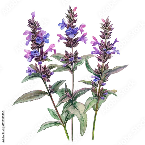 A Hedge Woundwort Bouquet, watercolor clipart vector, high quality, isolated on a white background.