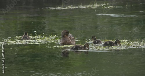 Mother Duck and ducklings swimming and feeding on river slow motion