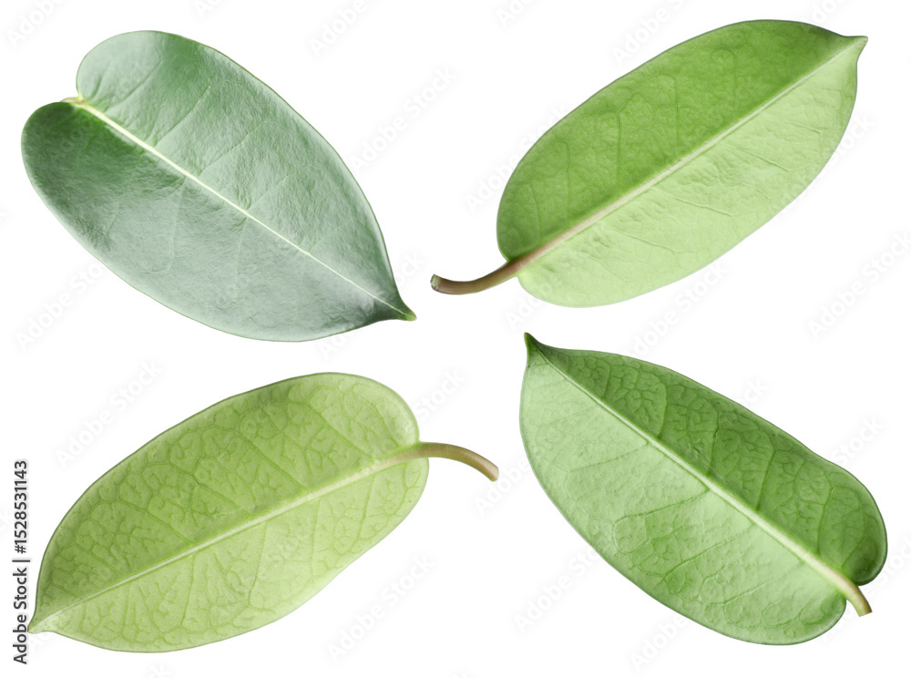 Fototapeta premium Many green leaves isolated on white, set