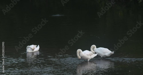Fish jumping as white swan birds preen feathers on river bank