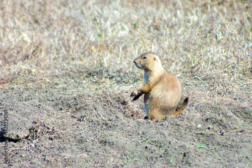 Wallpaper Mural prairie dog sitting in the grass Torontodigital.ca