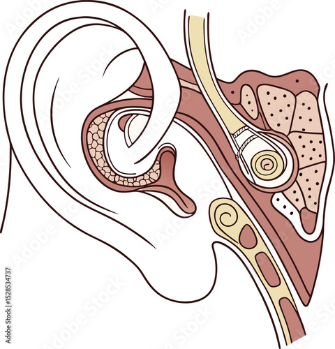 Human Ear Cross Section Anatomy Illustration