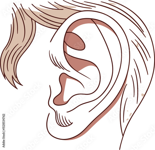 Human Ear External Anatomy Illustration