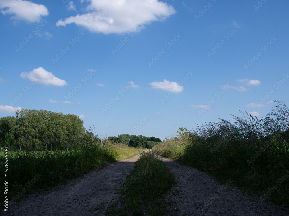 Fototapeta premium road in the field