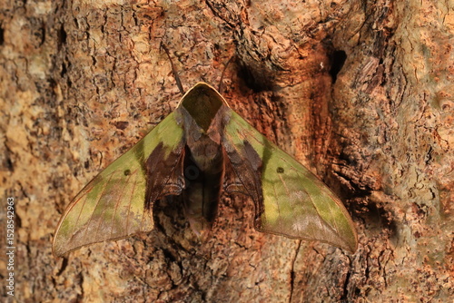 Callambulyx rubricosa (Pink & Green Hawk-Moth) The topside (recto) forewings are green with darker lines and patterns while the hind-wings are pink with a deep crimson patch. 