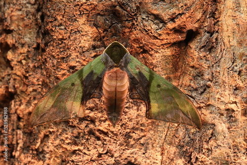 Callambulyx rubricosa (Pink & Green Hawk-Moth) The topside (recto) forewings are green with darker lines and patterns while the hind-wings are pink with a deep crimson patch. 