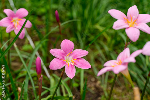 Close-up photo of a pink rain lily (Zephyranthes carinata) flower in bloom
