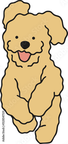 a cute poodle puppy running excitedly