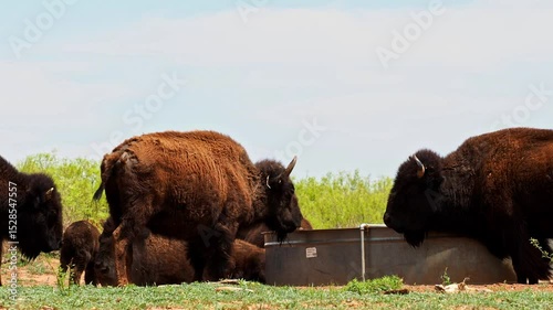 A bison is a large bovine in the genus Bison within the tribe Bovini. Found in North America. Caprock Canyons State Park, Quitaque, Texas.