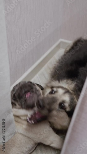 Two young dogs playing funny with each other alone at home. Dog with funny expression on his face playfully bites another dogs slow motion. Pets having a friendly sparring session 