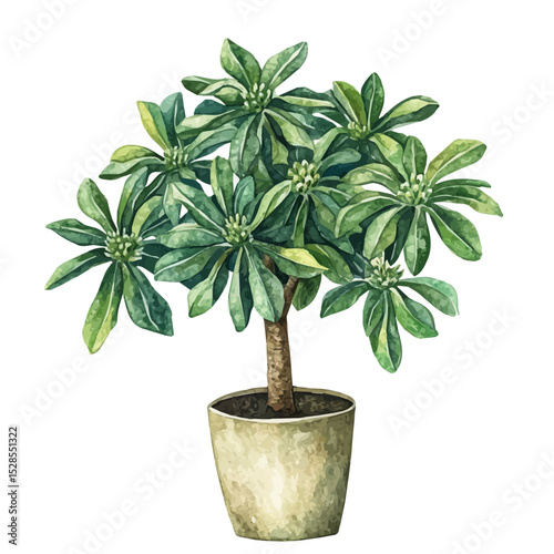 A Euphorbia Plant, watercolor vector, high quality, isolated on a white background.