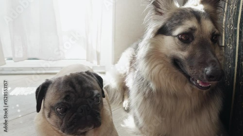 Two young dogs playing funny with each other alone at home. Dog with funny expression on his face playfully bites another dogs slow motion. Pets having a friendly sparring session 