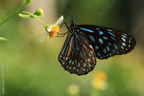 Tirumala septentrionis (Dark Blue Tiger) is a danaid butterfly found in the Indian subcontinent and Southeast Asia.