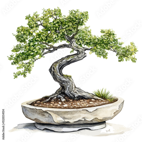 A Elm Bonsai, watercolor illustration vector, high quality, isolated on a white background.