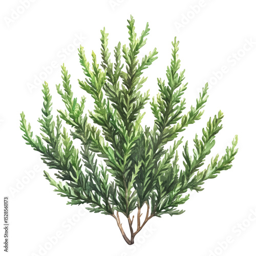 A Cypress Plant, watercolor illustration vector, high quality, isolated on a white background.