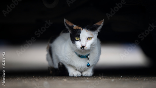 Thai cat sitting on the ground and looking at the camera.