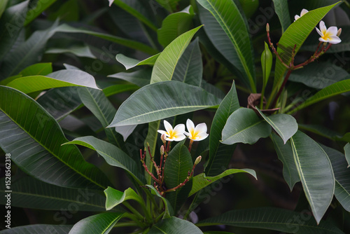 Frangipani flowers blooming on tree in the garden.