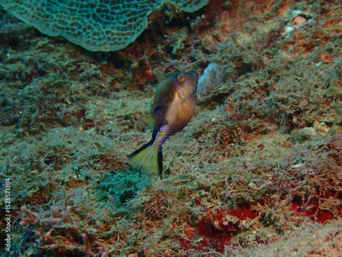 sharpnose puffer fish in the caribbean
