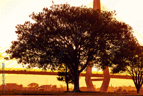 Sunset over the Anzac Bridge through the silhouette of the tree, December 2022 photo