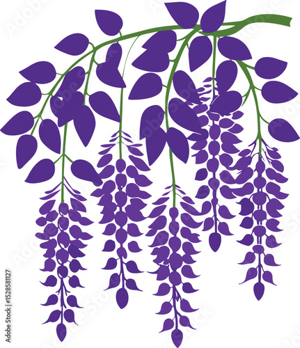 Purple wisteria branch silhouette isolated on white background