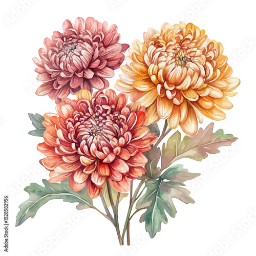 A Chrysanthemum Bouquet, watercolor drawing vector, high quality, isolated on a white background.