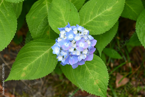 ヒメアジサイ　Hydrangea