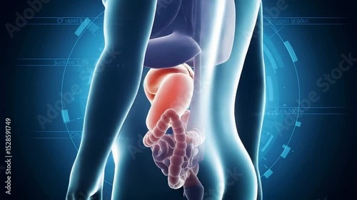 Observing Human Body Internal Organ Anatomy Illustration